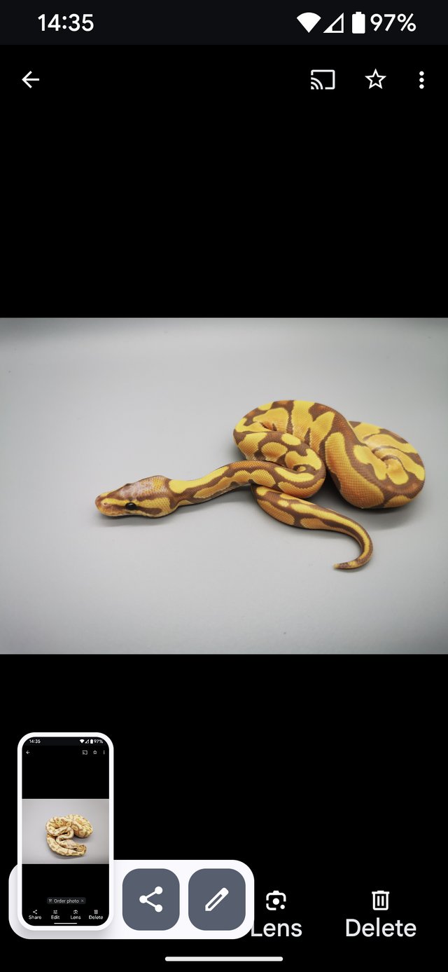Preview of the first image of Adult banana super enchi royal python.