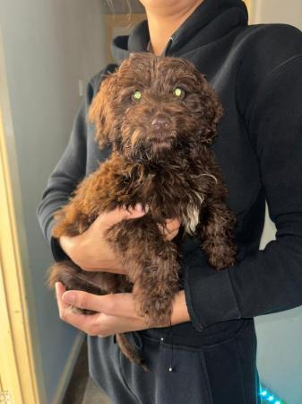 READY NOW last beautiful boy cockerpoo for sale in Warrington, Cheshire - Image 1
