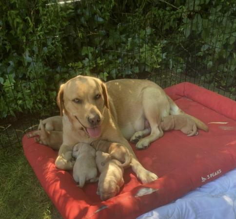 Image 4 of KC registered yellow/fox red Labrador puppies