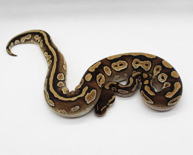 Preview of the first image of Cb22 Mojave Red Gene Male Royal Python.