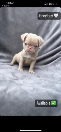 Image 8 of 4 KC pug puppies left! All ready to leave