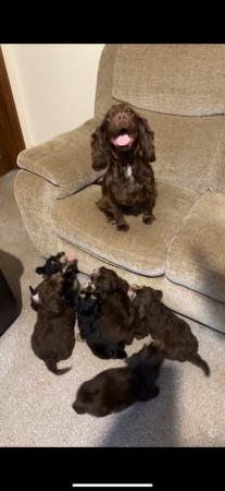 Image 4 of Beautiful F1 cockapoo puppies for sale 4 left