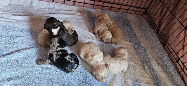 Image 1 of F1b Cockerpoo puppies for sale