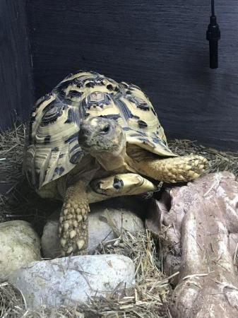 Image 4 of Four year old leopard tortoise for sale with or withoutsetup