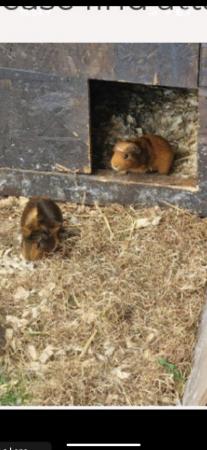 Image 4 of guinea pigs for sale ready now