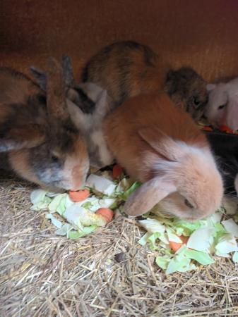 Image 14 of Mini lops 8wks old 5  £30 or two for £50
