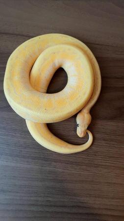 Image 17 of Reduced ball python collection all must go ready now.