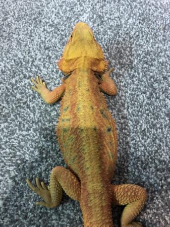Image 7 of Bearded dragon orange translucent (OPEN TO OFFERS)