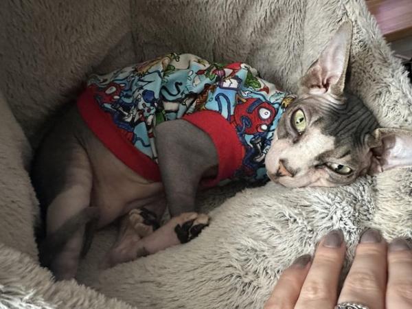Image 2 of 1 year 8 month Sphynx for sale