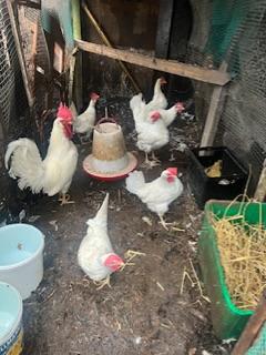 Image 3 of 6 white leghorn hen for sale , 4 in lay