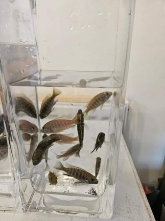 Image 2 of Cichlids for sale in stoke on trent