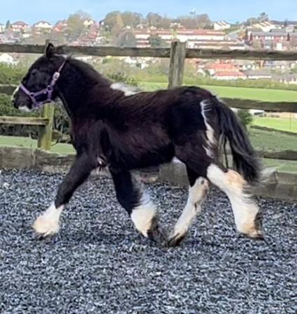 Image 2 of Heavy Piebald 10 Months Old Cob To Make 13hh