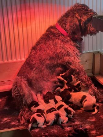 Image 3 of Beautiful German Wire Haired pointer puppies