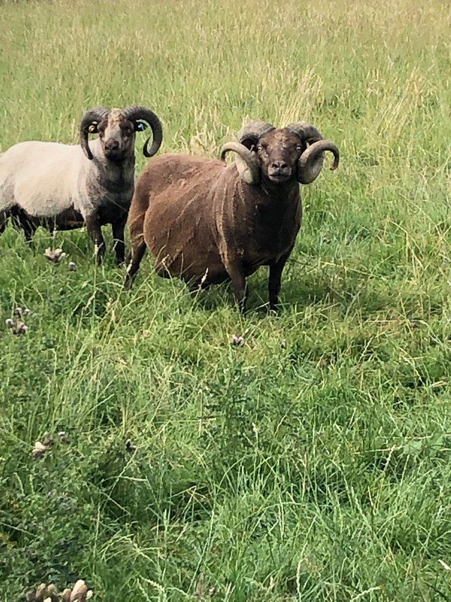 Preview of the first image of 2022 Shetland Tup - ready to work.