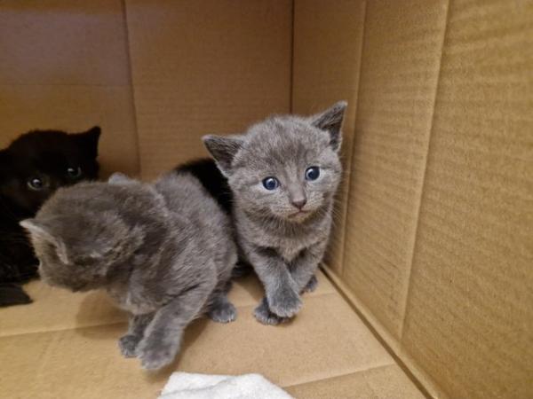 Image 17 of Russian blue Cross kittens