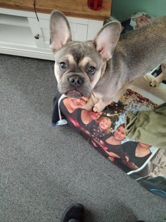 Image 2 of French bulldog 7mths old male