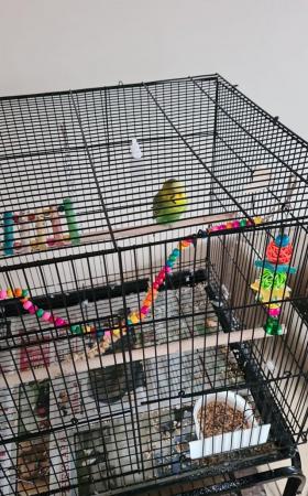 Image 4 of Two budges and cage with all toys.
