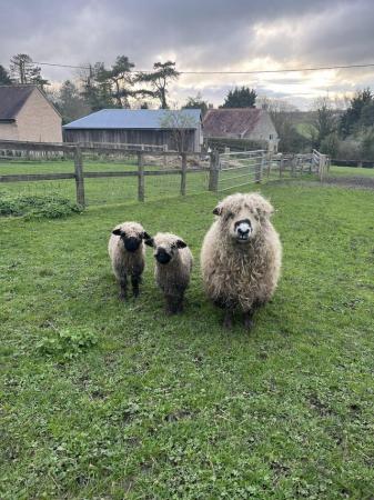 Image 1 of Silvernose ewe and her 2 3/4 Valais ewe lambs