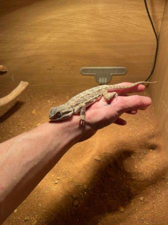 Image 2 of Bearded Dragon 2023 born for sale