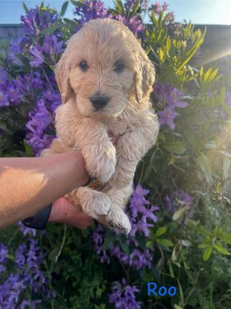 Image 4 of Goldendoodle Puppies for sale