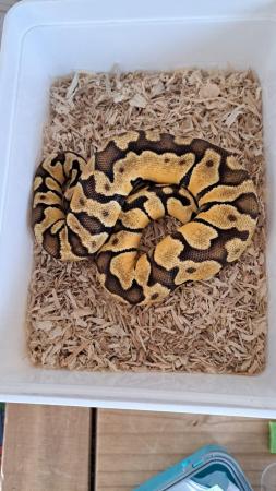 Image 2 of 8 month old baby python