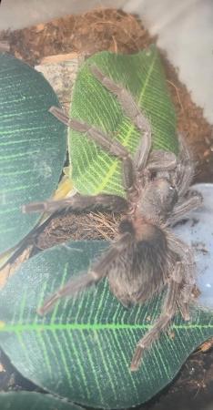 Image 1 of Salmon Pink Birdeater for sale - £20