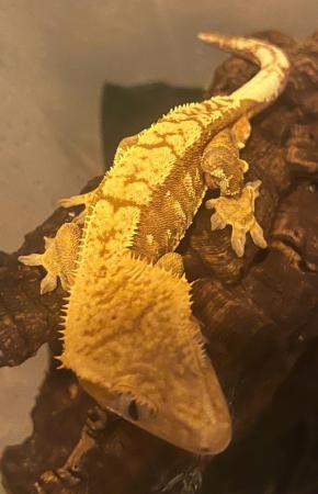 Image 3 of Flame Male Crested Gecko 35g