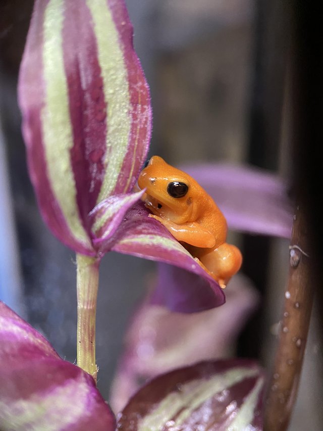 Preview of the first image of 3x golden mantella frogs, vivarium PLUS supplies for another.