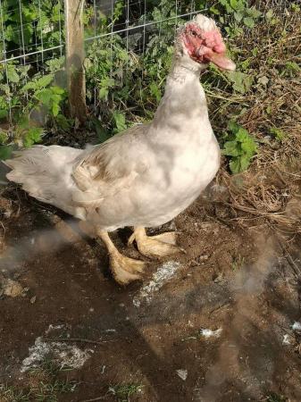 Image 6 of Muscovy drakes to good homes only