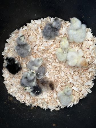 Image 2 of Day old Brahma chicks unsexed other ages available