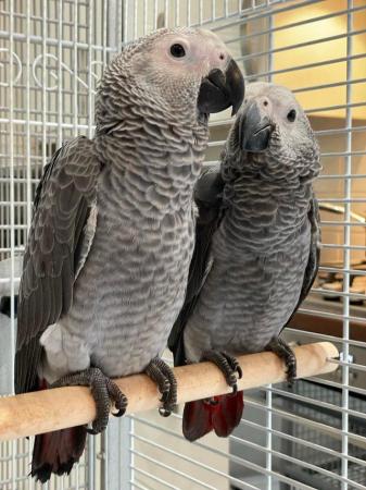 Image 3 of Gorgeous handreared baby African Greys