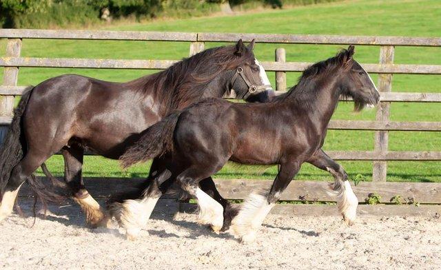 Image 9 of Black cob yearling colt by Elite Graded Irish Cob stallion