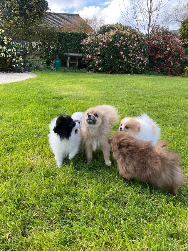 Preview of the first image of Three female Pomeranian puppies.