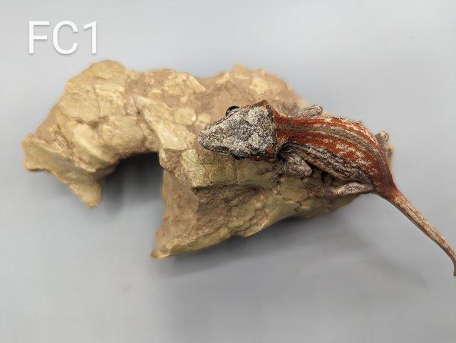 Preview of the first image of RED Stripe Gargoyle Gecko, CB23.