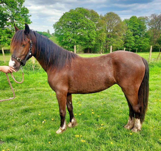 Preview of the first image of Quality reg welsh cob mare.