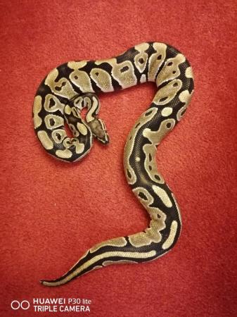 Image 5 of Royal Python 100% Normal het Toffee
