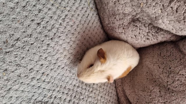 Image 2 of **3 male guinea pigs** £20 for all 3