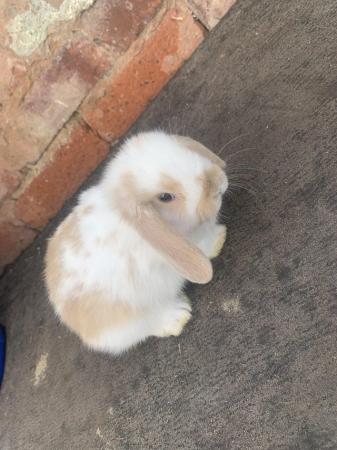 Image 1 of Mini lop baby ready on the 28th