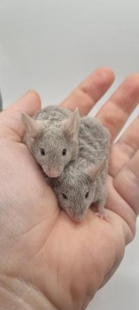 Image 5 of Variety of Mice FROM 8 Weeks