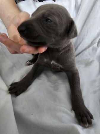 Image 4 of Whippet kc registered puppies