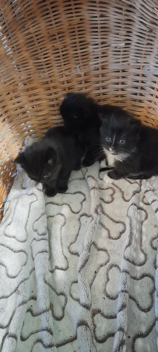 Preview of the first image of 9 week old kittens 2 females and 1 male.