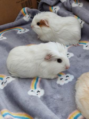 Image 6 of 6 wk old baby girl/sow Guinea Pigs