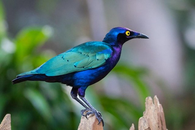 Image 1 of African Purple Glossy Starlings - Adult Pair - Aviary Birds