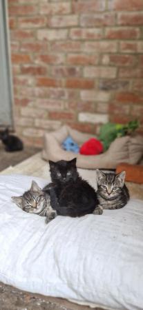 Image 5 of Gorgeous kittens looking for a loving home