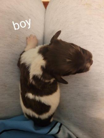 Image 8 of Springer spaniel puppies for sale!