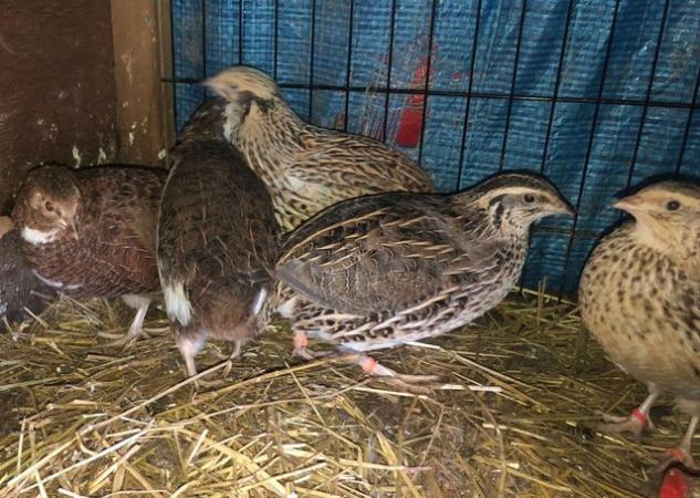 Image 24 of SEXED QUAILS AVAILABLE/31STMAY !