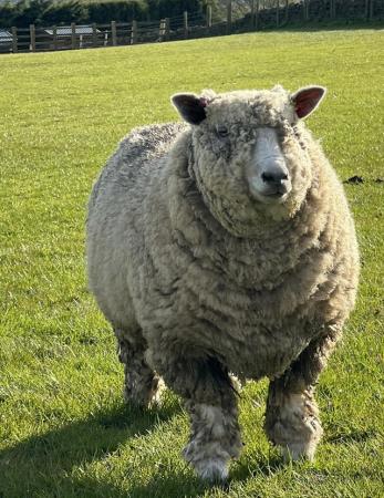 Image 1 of 2023 Ryeland Sheep For Sale