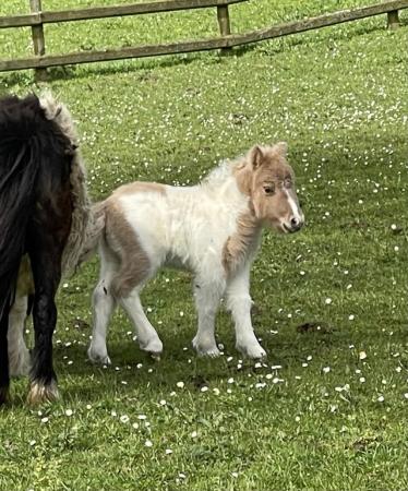 Image 3 of Gorgeous Miniature Shetland Filly foal