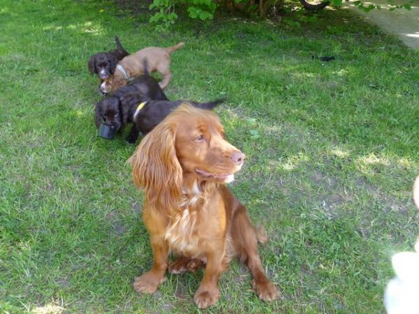 Image 4 of KC registered working Cocker spaniel puppies for sale