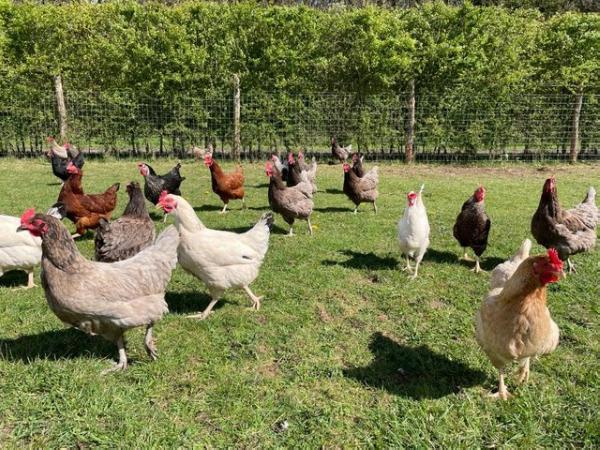 Image 1 of 50 free range 2 year old hybrid chickens